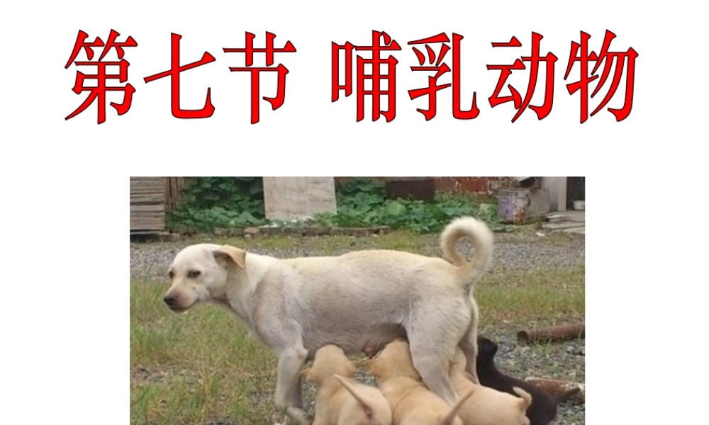 八年级生物上册 5.1.7 哺乳动物课件 （新版）新人教版