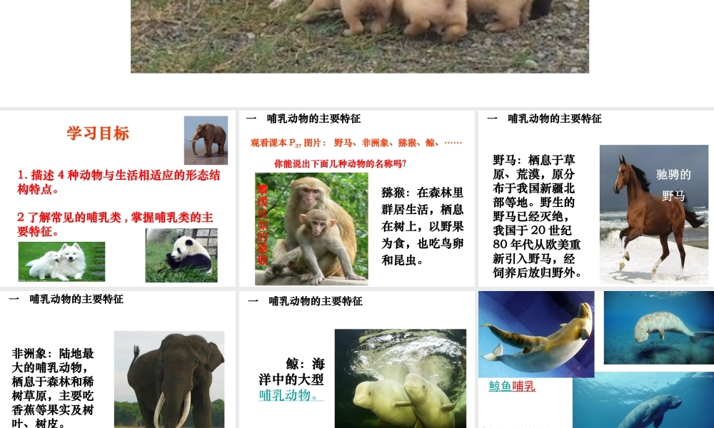 八年级生物上册 5.1.7 哺乳动物课件 （新版）新人教版