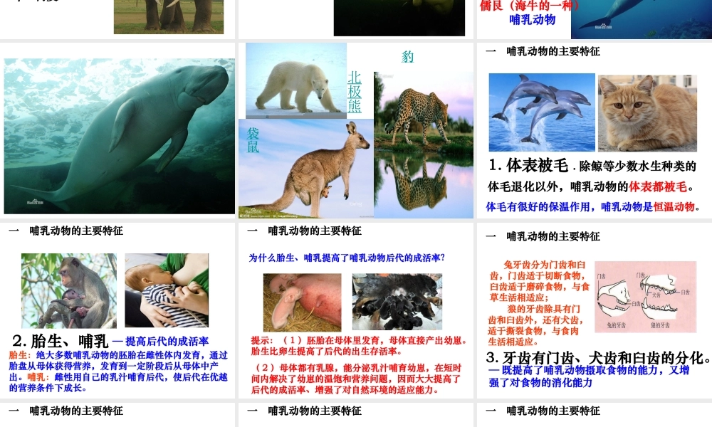 八年级生物上册 5.1.7 哺乳动物课件 （新版）新人教版