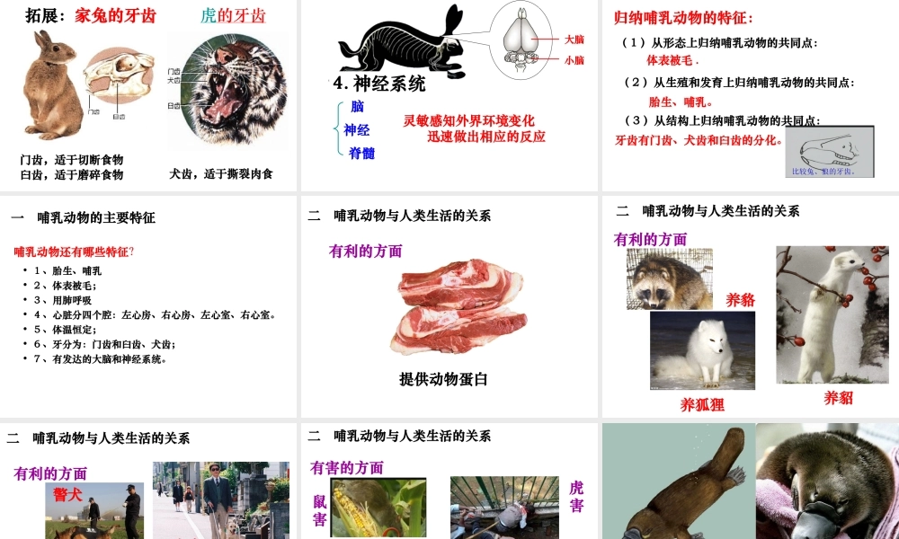 八年级生物上册 5.1.7 哺乳动物课件 （新版）新人教版