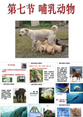 八年级生物上册 5.1.7 哺乳动物课件 （新版）新人教版