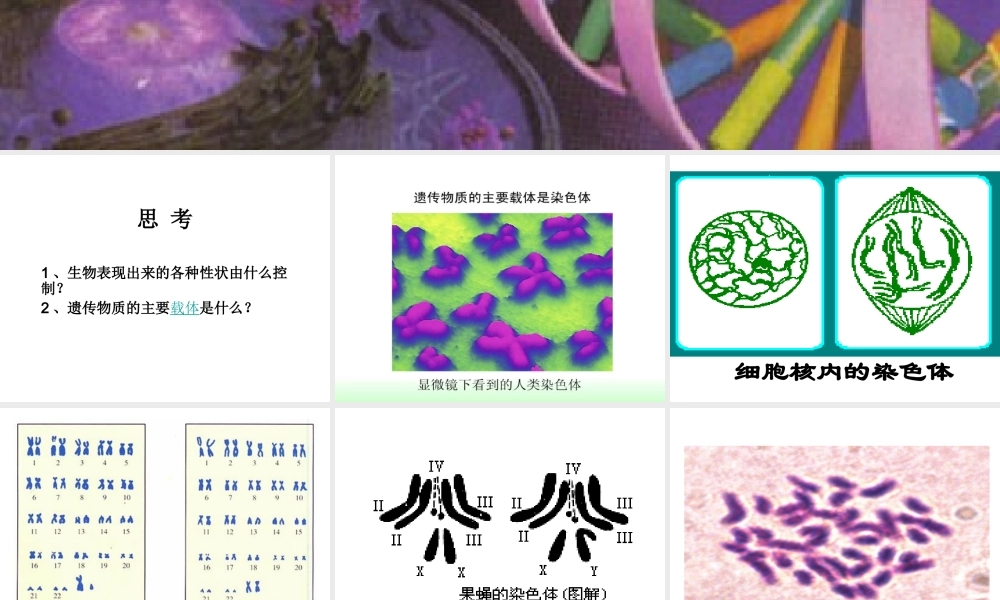 八年级生物上册 6.20.2 性状遗传的物质基础课件 北师大版