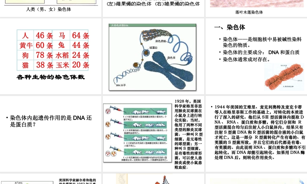 八年级生物上册 6.20.2 性状遗传的物质基础课件 北师大版