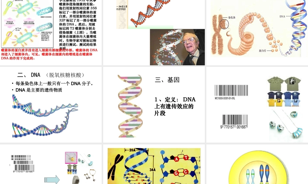 八年级生物上册 6.20.2 性状遗传的物质基础课件 北师大版