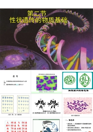八年级生物上册 6.20.2 性状遗传的物质基础课件 北师大版