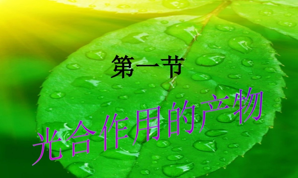 八年级生物上册 第3章 第1节 光合作用的产物课件 （新版）冀教版-（新版）冀教版初中八年级上册生物课件