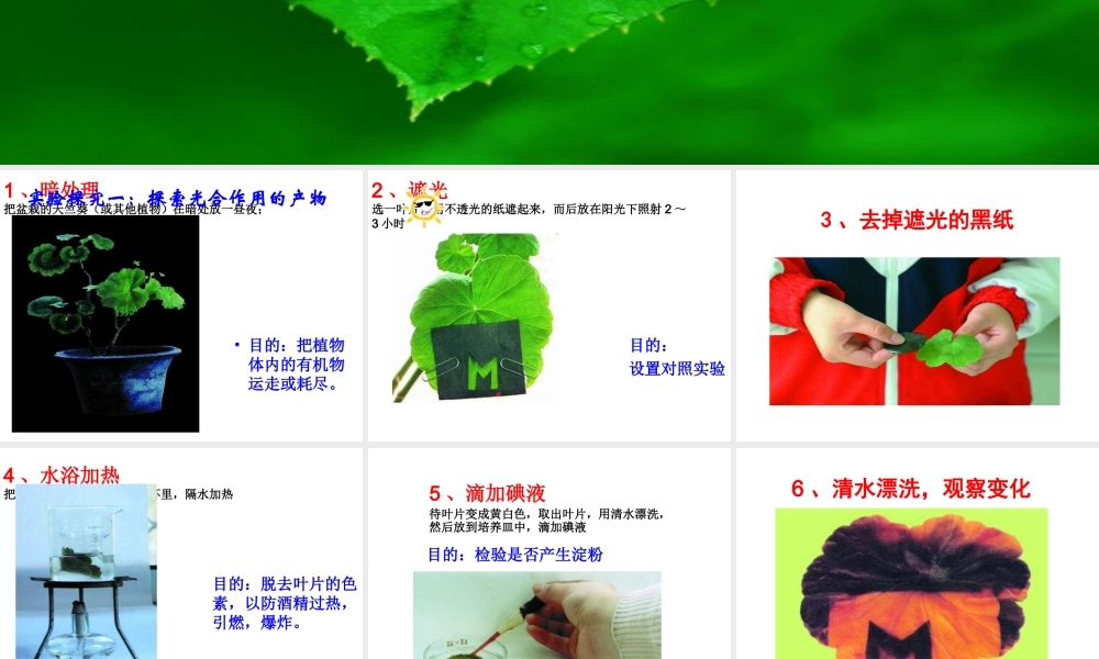 八年级生物上册 第3章 第1节 光合作用的产物课件 （新版）冀教版-（新版）冀教版初中八年级上册生物课件