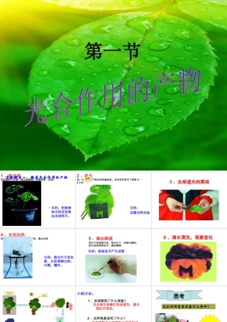 八年级生物上册 第3章 第1节 光合作用的产物课件 （新版）冀教版-（新版）冀教版初中八年级上册生物课件