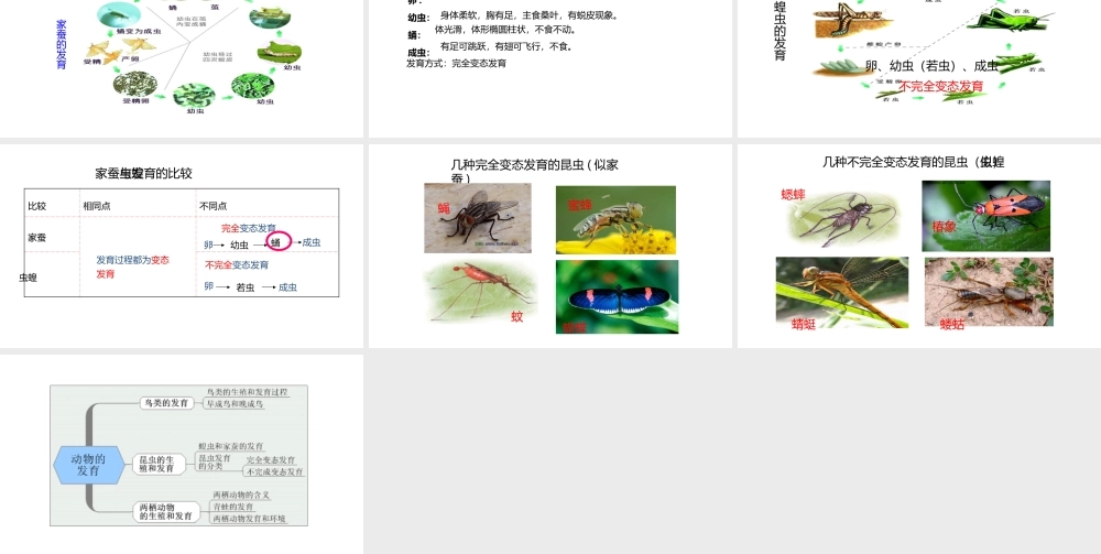 八年级生物上册 7.20.2动物的发育课件 （新版）苏科版-（新版）苏科版初中八年级上册生物课件