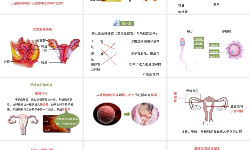 八年级生物上册 7.21.1 人的生殖课件 （新版）苏科版-（新版）苏科版初中八年级上册生物课件