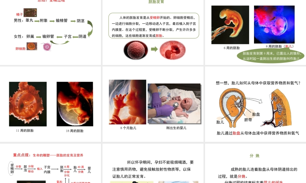八年级生物上册 7.21.1 人的生殖课件 （新版）苏科版-（新版）苏科版初中八年级上册生物课件