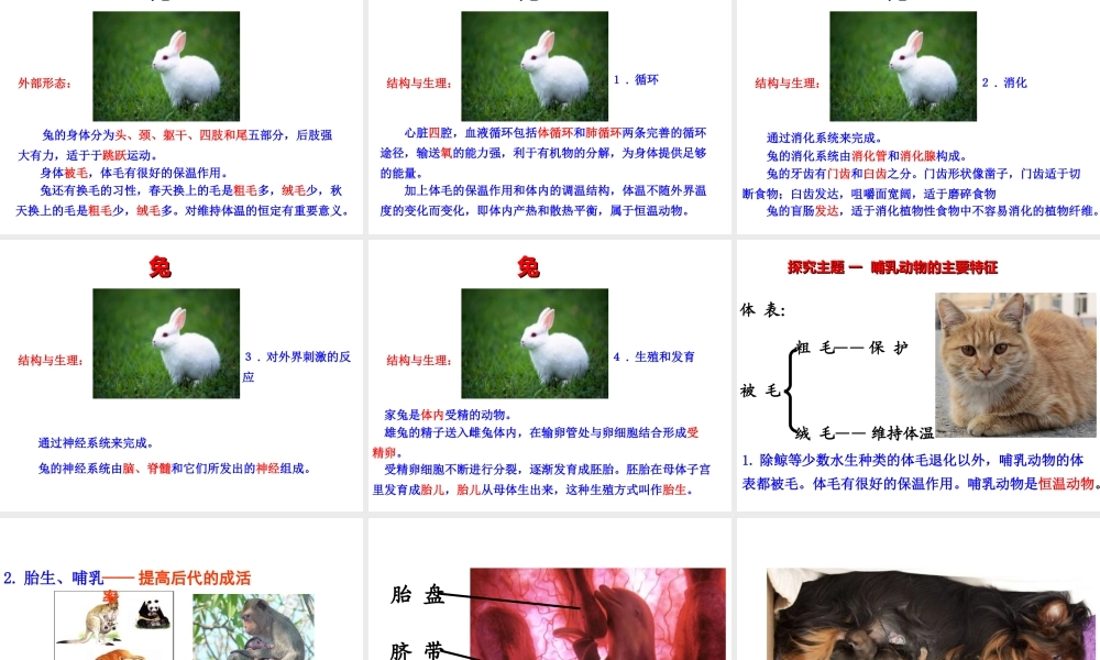 八年级生物上册 5.1.7 哺乳动物课件（2）（新版）新人教版-（新版）新人教版初中八年级上册生物课件