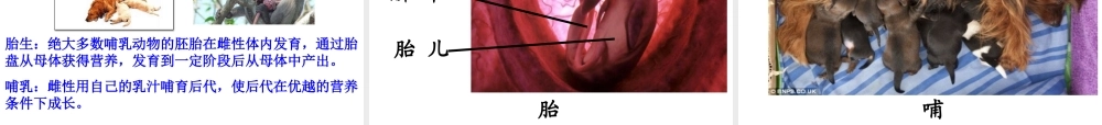 八年级生物上册 5.1.7 哺乳动物课件（2）（新版）新人教版-（新版）新人教版初中八年级上册生物课件