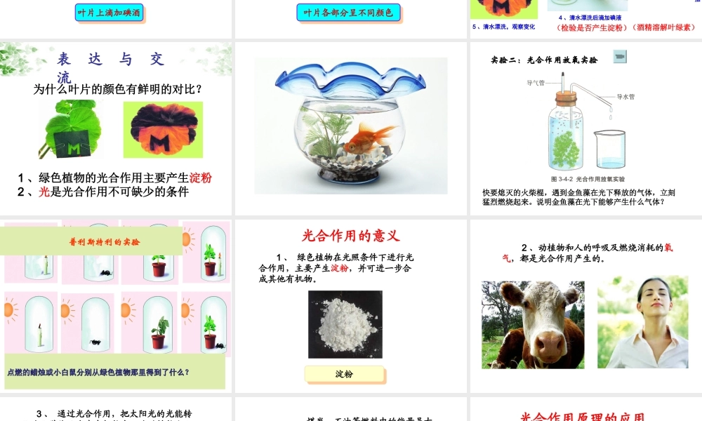 八年级生物上册 第3章 第1节 光合作用的产物课件3 （新版）冀教版-（新版）冀教版初中八年级上册生物课件