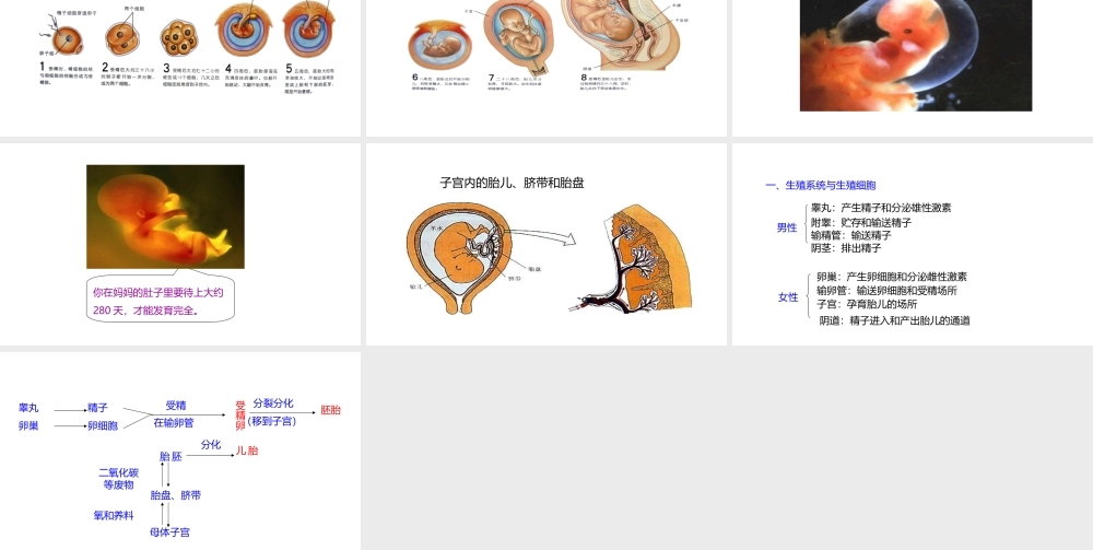 八年级生物上册 7.21.1人的生殖课件 （新版）苏科版-（新版）苏科版初中八年级上册生物课件
