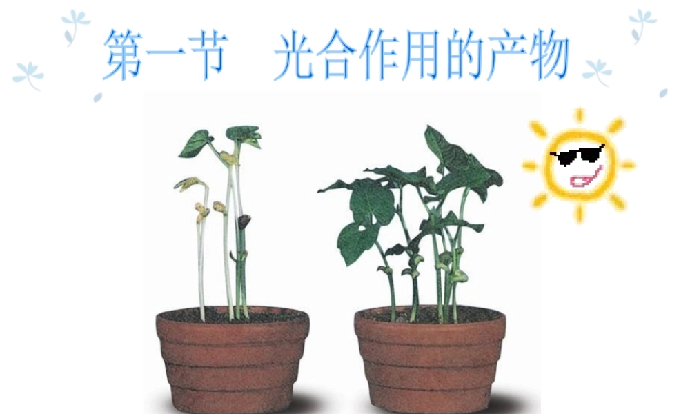 八年级生物上册 第3章 第1节 光合作用的产物课件3 （新版）冀教版-（新版）冀教级上册生物课件