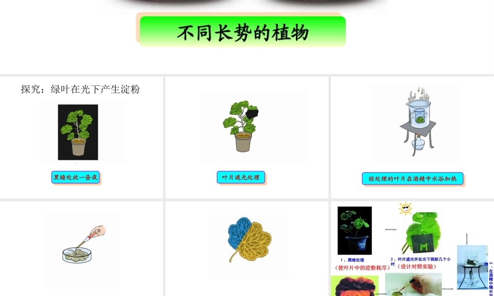 八年级生物上册 第3章 第1节 光合作用的产物课件3 （新版）冀教版-（新版）冀教级上册生物课件