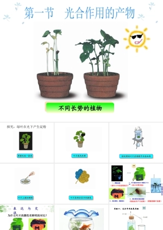 八年级生物上册 第3章 第1节 光合作用的产物课件3 （新版）冀教版-（新版）冀教级上册生物课件