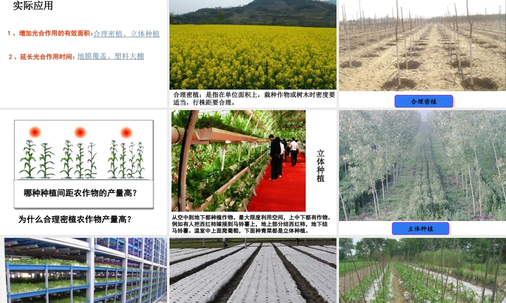 八年级生物上册 第3章 第1节光合作用的产物课件 （新版）冀教版-（新版）冀教版初中八年级上册生物课件