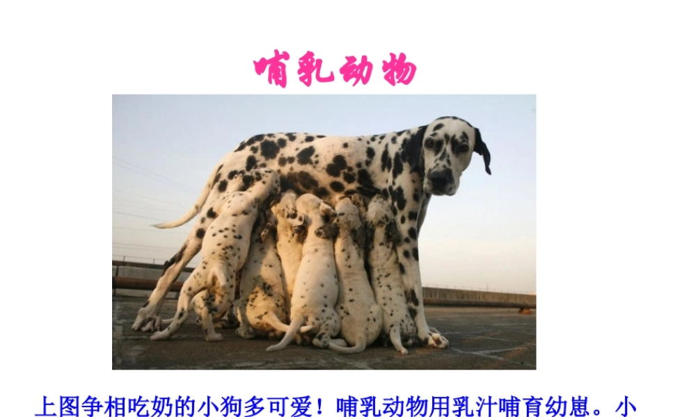 八年级生物上册 5.1.7 哺乳动物课件1 （新版）新人教版-（新版）新人教版初中八年级上册生物课件