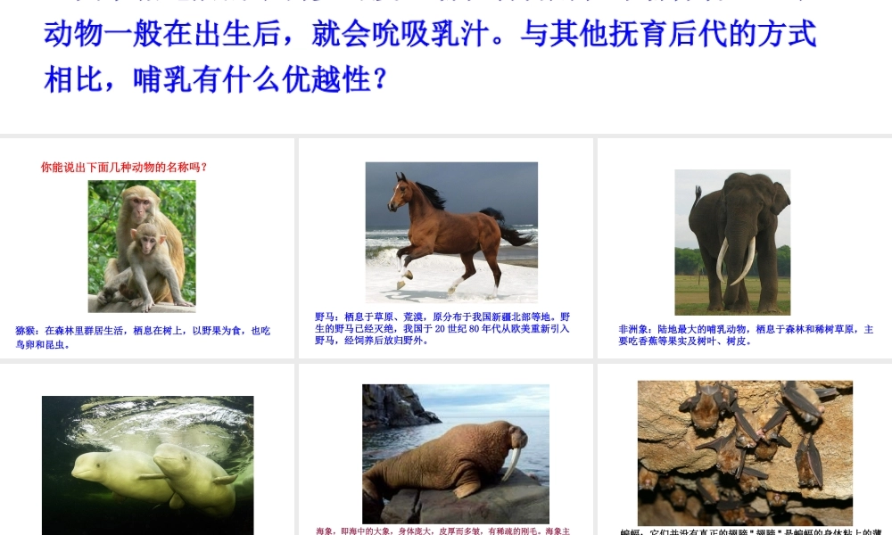 八年级生物上册 5.1.7 哺乳动物课件1 （新版）新人教版-（新版）新人教版初中八年级上册生物课件