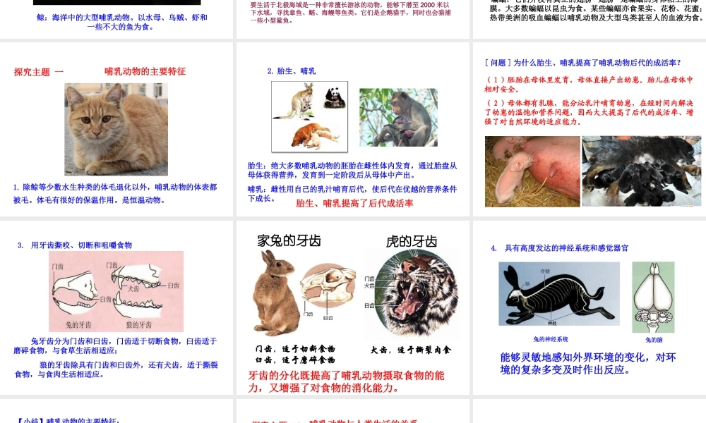 八年级生物上册 5.1.7 哺乳动物课件1 （新版）新人教版-（新版）新人教版初中八年级上册生物课件