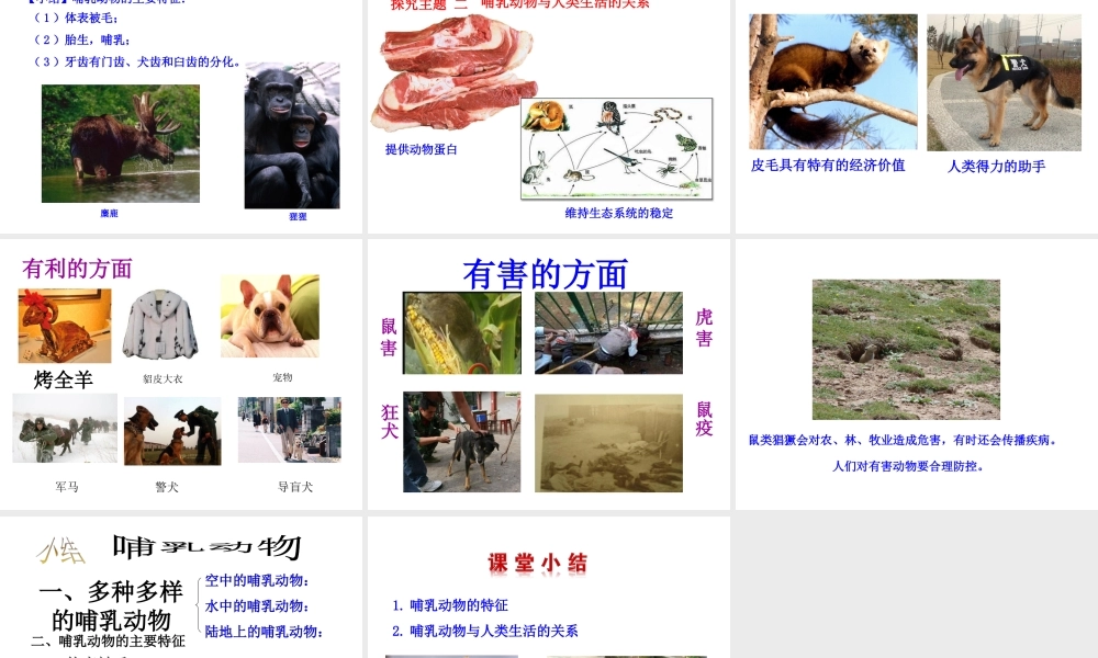 八年级生物上册 5.1.7 哺乳动物课件1 （新版）新人教版-（新版）新人教版初中八年级上册生物课件