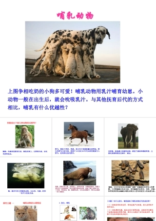 八年级生物上册 5.1.7 哺乳动物课件1 （新版）新人教版-（新版）新人教版初中八年级上册生物课件