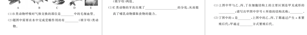 八年级生物上册 期末综合检测习题课件 （新版）新人教版-（新版）新人教版初中八年级上册生物课件