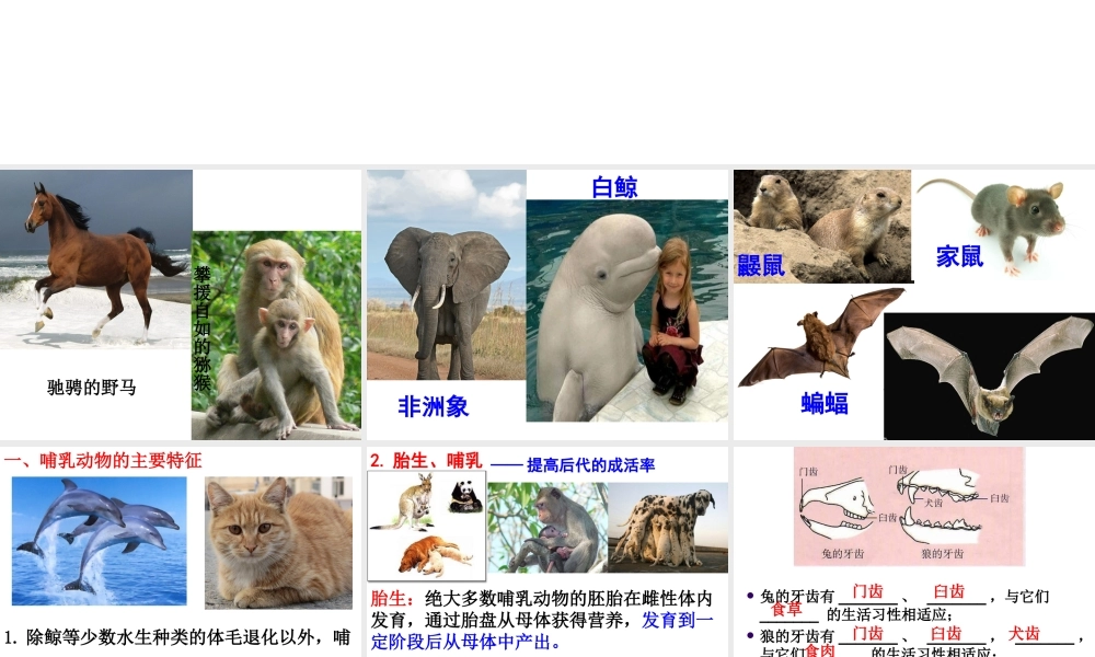 八年级生物上册 5.1.7 哺乳动物课件2 （新版）新人教版-（新版）新人教版初中八年级上册生物课件
