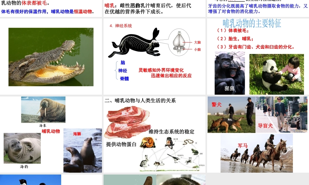 八年级生物上册 5.1.7 哺乳动物课件2 （新版）新人教版-（新版）新人教版初中八年级上册生物课件