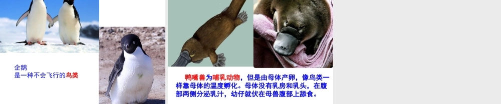 八年级生物上册 5.1.7 哺乳动物课件2 （新版）新人教版-（新版）新人教版初中八年级上册生物课件