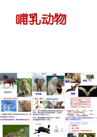 八年级生物上册 5.1.7 哺乳动物课件2 （新版）新人教版-（新版）新人教版初中八年级上册生物课件