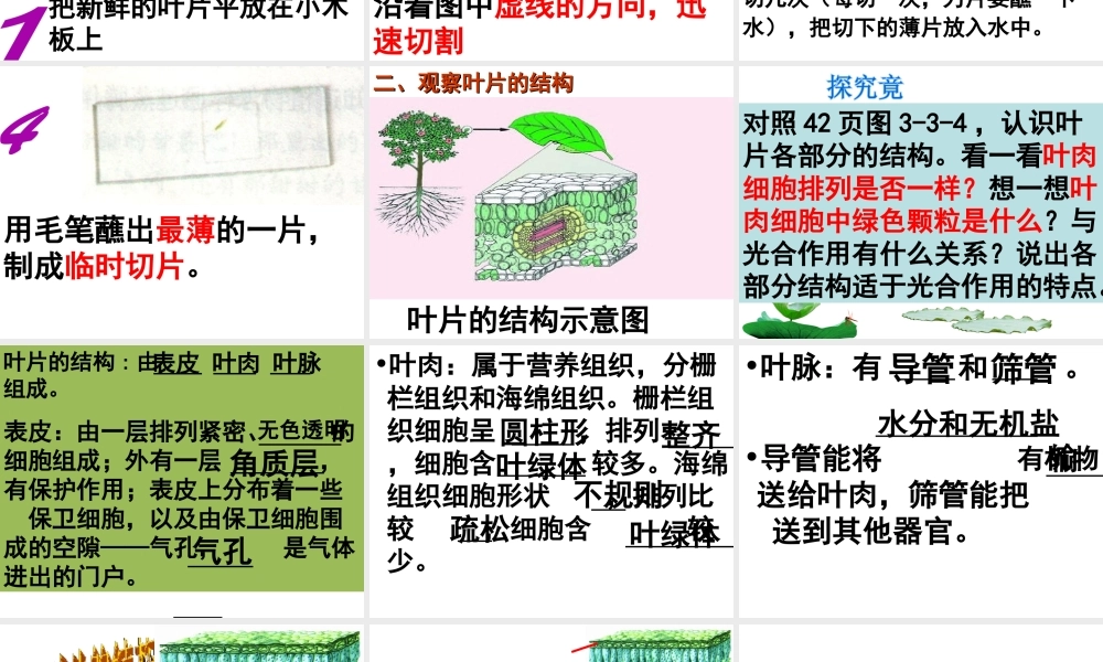 八年级生物上册 第3章 第3节 光合作用的场所课件 （新版）冀教版-（新版）冀教版初中八年级上册生物课件