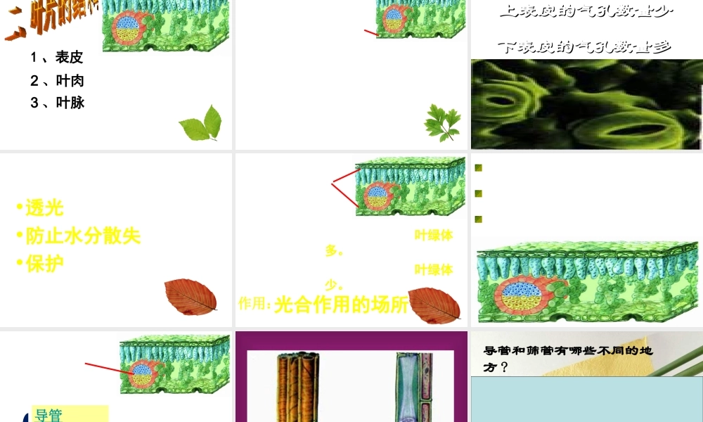 八年级生物上册 第3章 第3节 光合作用的场所课件 （新版）冀教版-（新版）冀教版初中八年级上册生物课件