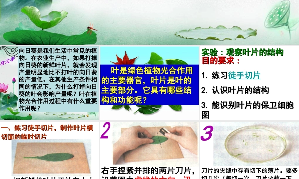 八年级生物上册 第3章 第3节 光合作用的场所课件 （新版）冀教版-（新版）冀教级上册生物课件