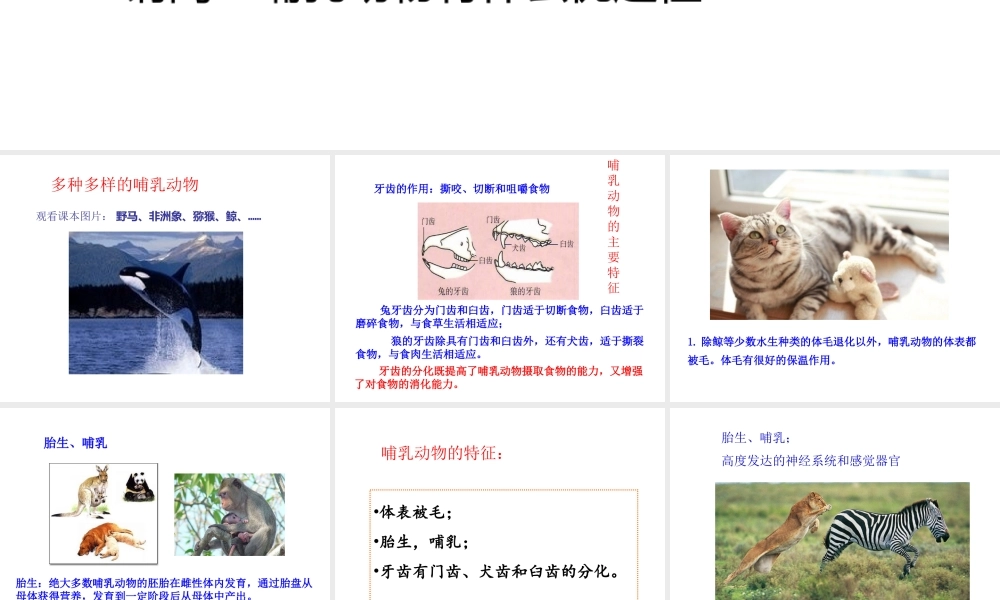 八年级生物上册 5.1.7 哺乳动物课件3 （新版）新人教版-（新版）新人教版初中八年级上册生物课件