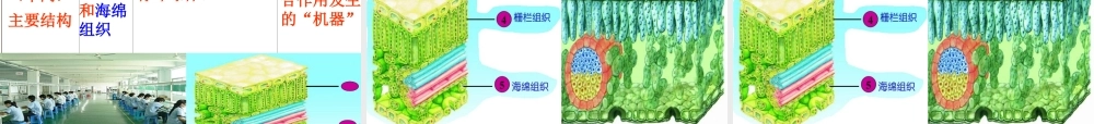 八年级生物上册 第3章 第3节光合作用的场所课件 （新版）冀教版-（新版）冀教版初中八年级上册生物课件
