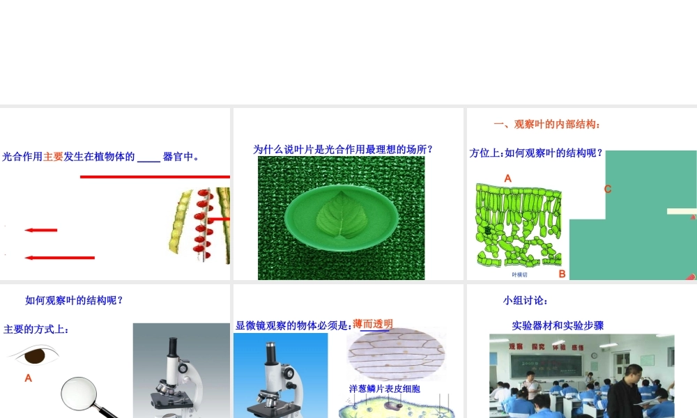 八年级生物上册 第3章 第3节光合作用的场所课件 （新版）冀教版-（新版）冀教级上册生物课件