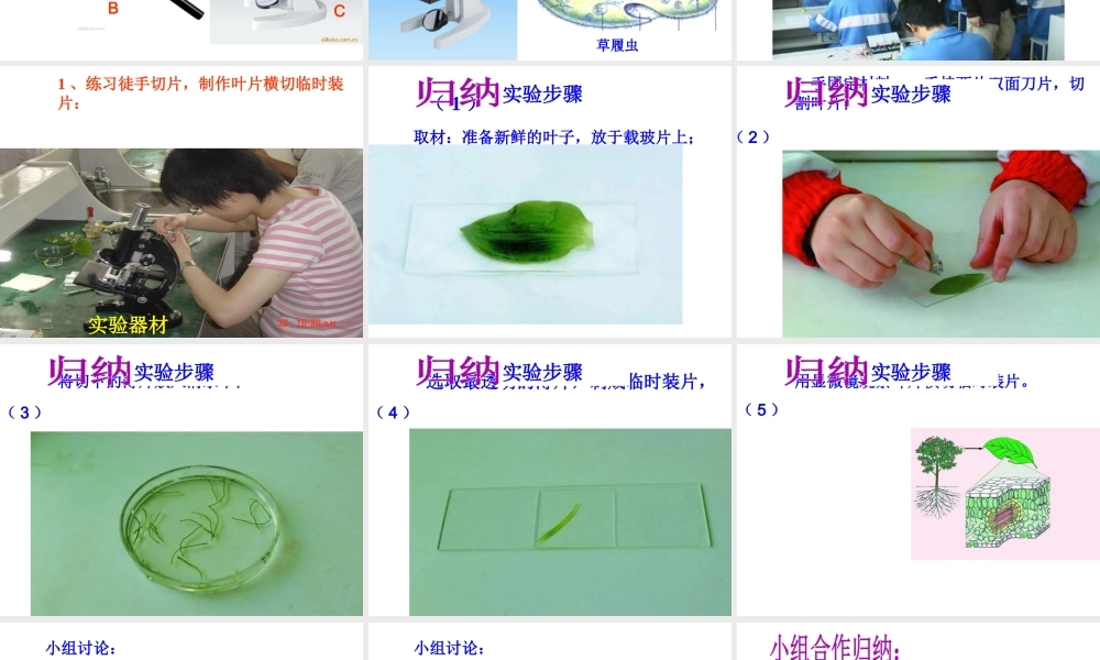 八年级生物上册 第3章 第3节光合作用的场所课件 （新版）冀教版-（新版）冀教级上册生物课件