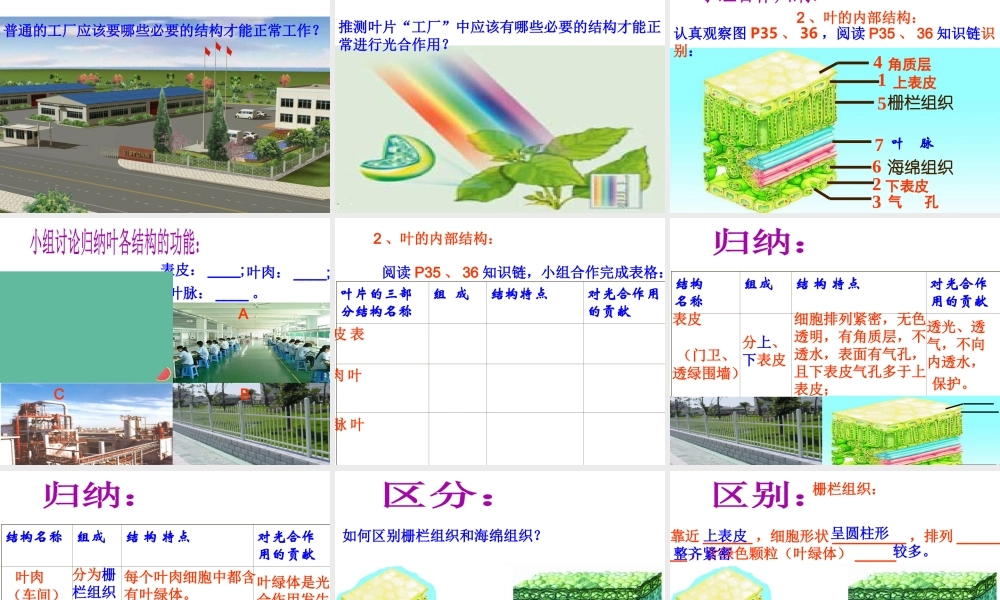 八年级生物上册 第3章 第3节光合作用的场所课件 （新版）冀教版-（新版）冀教级上册生物课件