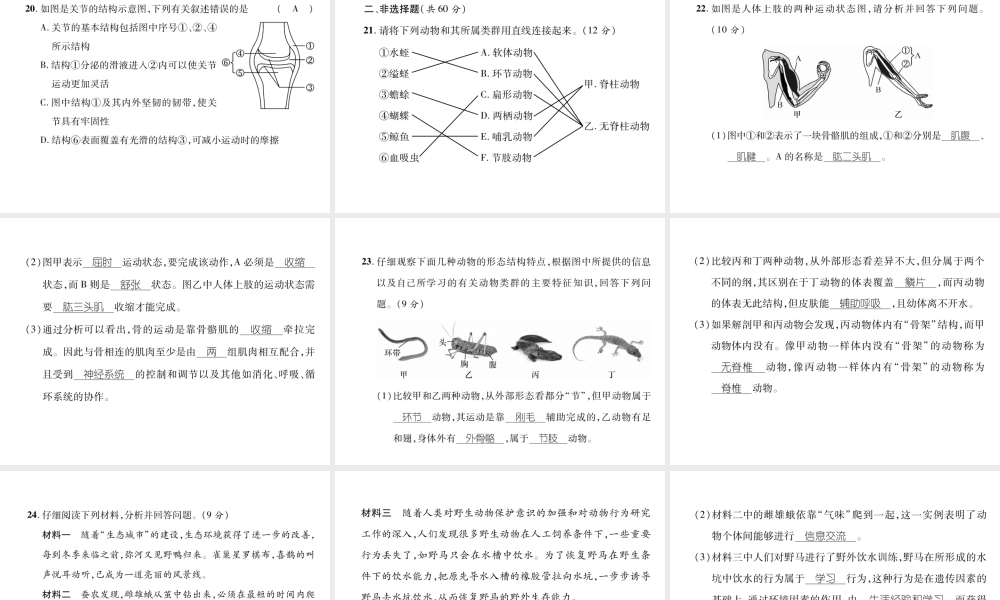 八年级生物上册 期中达标测试课件 （新版）新人教版-（新版）新人教版初中八年级上册生物课件