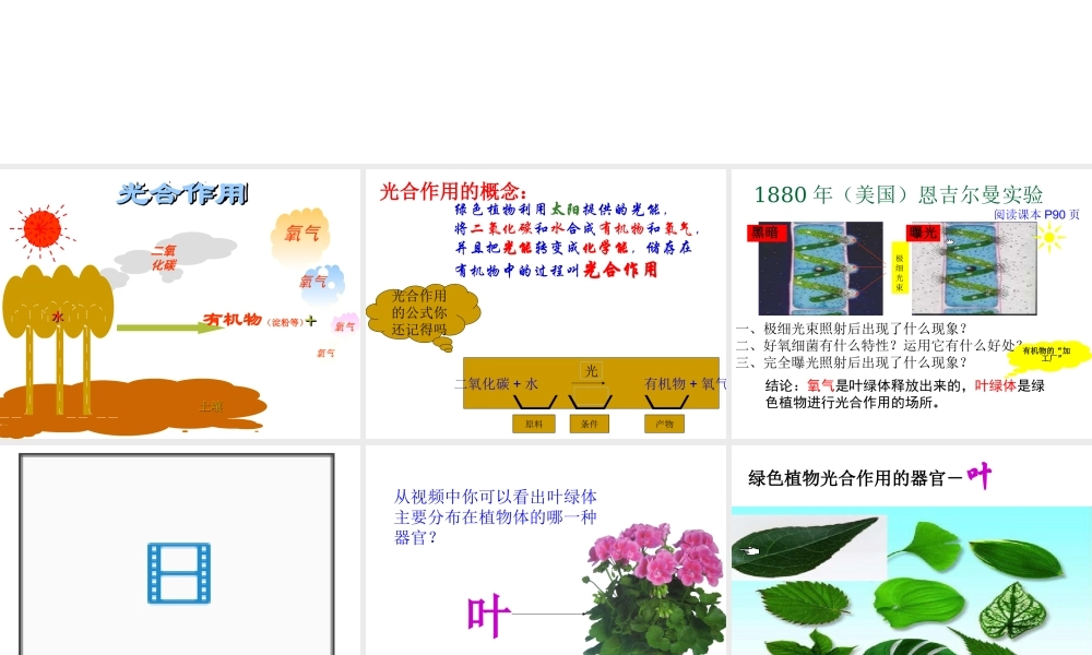 八年级生物上册 第3章 第三节 光合作用的场所课件 （新版）冀教版-（新版）冀教版初中八年级上册生物课件