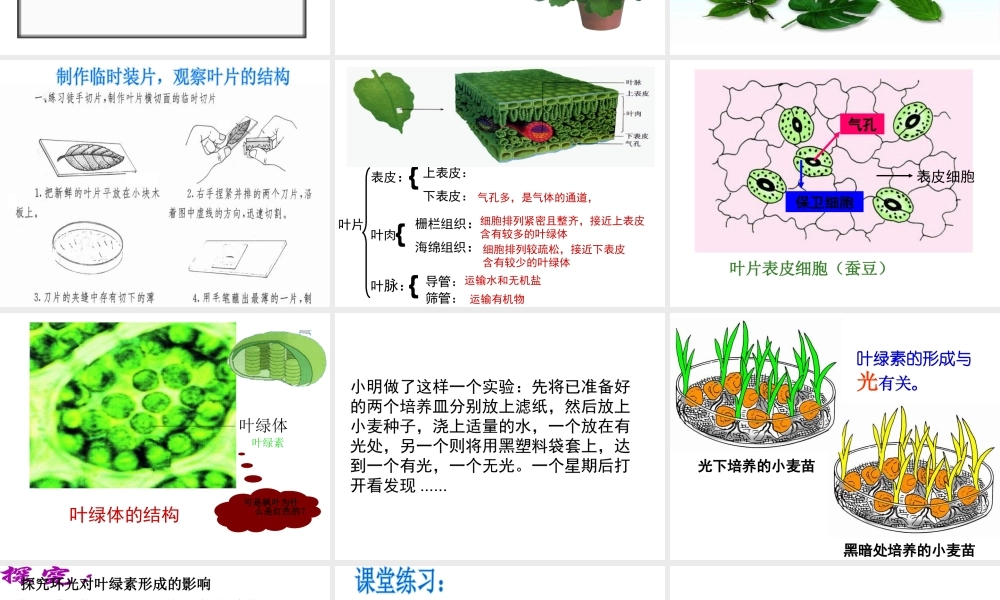 八年级生物上册 第3章 第三节 光合作用的场所课件 （新版）冀教版-（新版）冀教版初中八年级上册生物课件