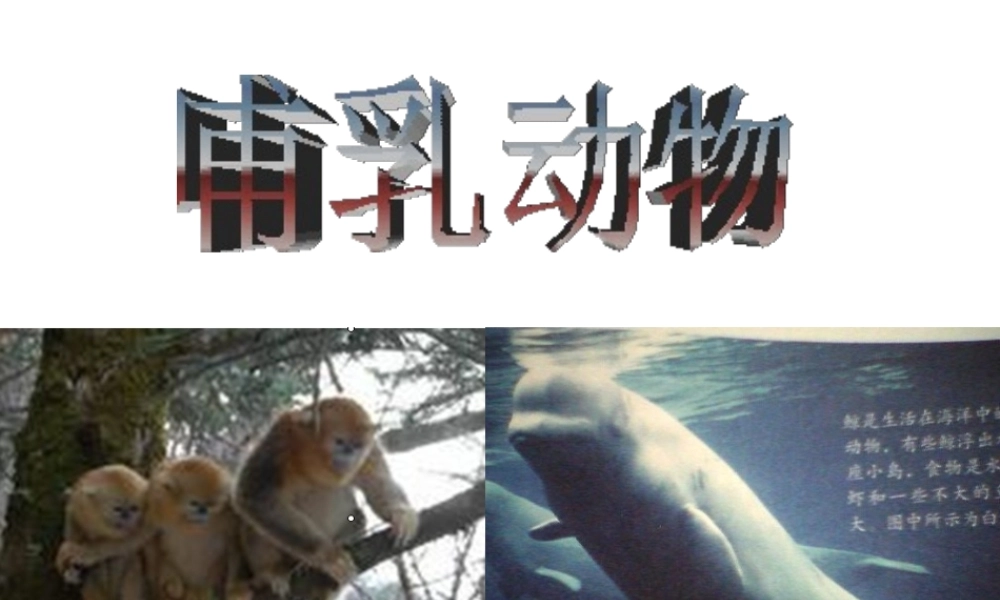 八年级生物上册 5.1.7 哺乳动物课件4 （新版）新人教版-（新版）新人教版初中八年级上册生物课件