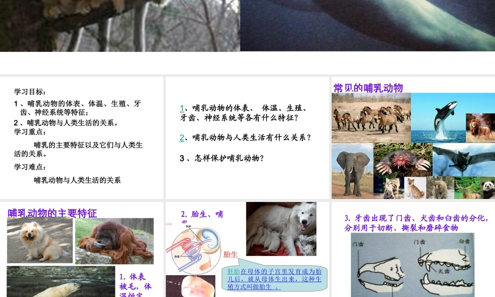 八年级生物上册 5.1.7 哺乳动物课件4 （新版）新人教版-（新版）新人教版初中八年级上册生物课件