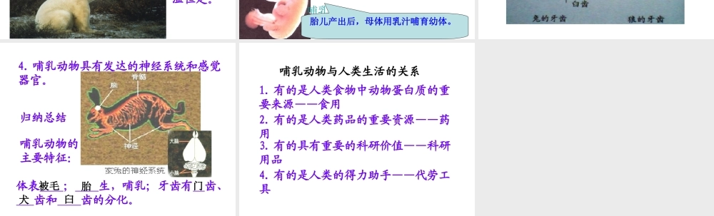 八年级生物上册 5.1.7 哺乳动物课件4 （新版）新人教版-（新版）新人教版初中八年级上册生物课件