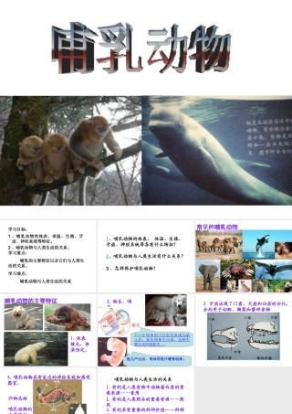 八年级生物上册 5.1.7 哺乳动物课件4 （新版）新人教版-（新版）新人教版初中八年级上册生物课件
