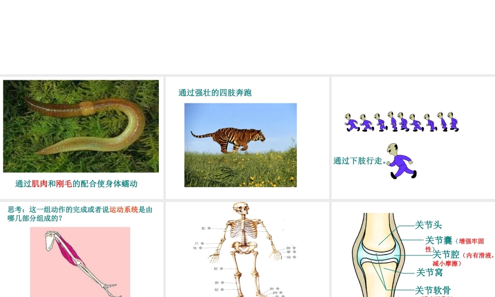 八年级生物上册 9.1 动物的运动教学课件 （新版）北京版-北京级上册生物课件