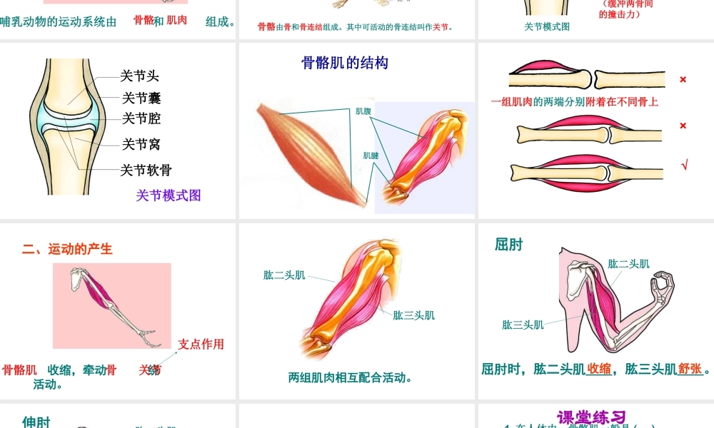 八年级生物上册 9.1 动物的运动教学课件 （新版）北京版-北京级上册生物课件